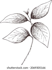 Silhouette de albahaca espiral aislada. Hierbas frescas. Arte vintage abstracto. Esbozar imagen vectorial sobre fondo transparente. Impresión de la farmacia Eps para etiqueta, embalaje, diseño del producto