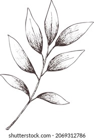 Silhouette de hojas de la bahía de Sprig aislada. hierbas frescas. Resumen de arte vintage 
imagen vectorial en fondo transparente. Impresión de la farmacia Eps para etiqueta, embalaje, diseño del producto