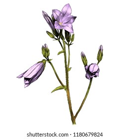 sprig bell flowers, sketch vector graphic color illustration on white background