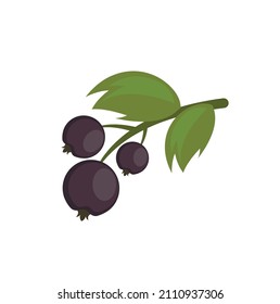 Sprig of black currant with berries and leaves