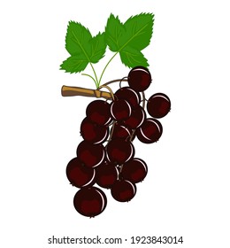 A sprig of black currant with a green leaf on a white isolated background in a flat style, cartoon. Vector drawing for website, symbol, decorations, greeting cards, labels, packaging.
