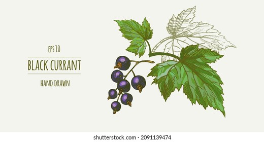 Sprig of black currant hand drawn vector illustration. Ink sketch of berries, black currant leaves. Isolated doodle design elements 