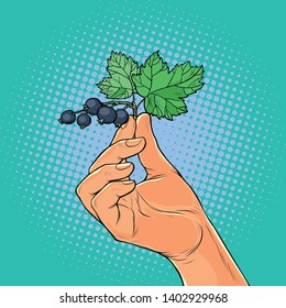 sprig of black currant in the hands. Pop art retro vector illustration vintage kitsch