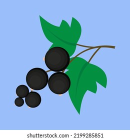 Sprig of black currant, illustration, vector