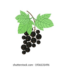 
Sprig of black currant with lush green leaves, fruit rich in vitamin C, large black currant, vector illustration in flat style.