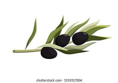 A sprig of black olive on a white background.