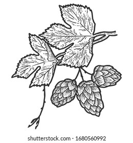 Sprig blühender Hopfen und Blätter. Scratch-Board-Imitation. Schwarz-Weiß, handgezeichnet. Gravur der Vektorillustration