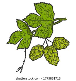 Sprig of blooming hops and leaves. Scratch board imitation. Color hand drawn image.