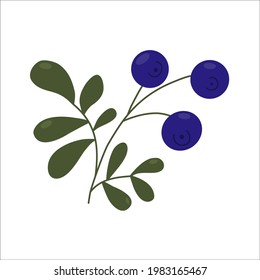 A sprig of blueberries with berries. Berries isolated on a white background.
