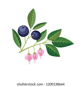 Sprig of blueberries on a white background.