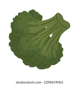 A sprig of broccoli. Cabbage from the cruciferous family. Farm products. Harvesting vegetables for the winter. Vegetarian food preparation. Vector illustration for farmers and food markets.