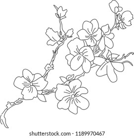 Hand Drawn Vector Illustrations Sakura Outline Stock Vector (Royalty ...