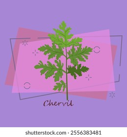 Sprig of chervil. Green sprig with leaves. Cooking herbs concept. Vector illustration can be used for topics like condiment, seasoning, salad, vegan diet