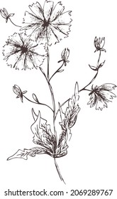 Sprig chicory silhouette
isolated. Abstract herbal vintage art. Outline vector image on transparent background. Eps pharmacy print for label, packaging, product design