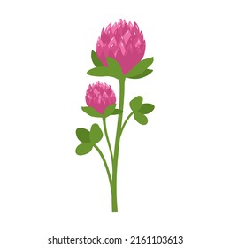 Sprig of clover flower with pink petals and green shamrock leaves. Symbol of good luck, meadow wild flower rich in vitamins. Summer plant. Vector flat illustration