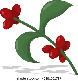 A sprig of coffee berries. Vector illustration isolated on white background. Cartoon illustration for coffee lovers. a drawer