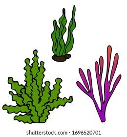 Sprig of coral. Vector hand drawn graphic illustration. Vintage marine sea life sketch