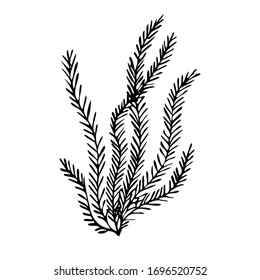 Sprig of coral. Vector hand drawn graphic illustration. Vintage marine sea life sketch