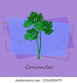 Sprig of coriander. Green leaves, parsley, plant. Cooking herbs concept. Vector illustration can be used for topics like food, seasoning, salad