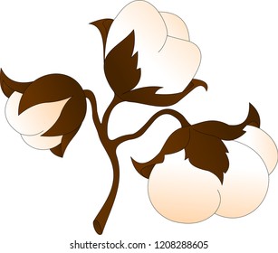 sprig of cotton with three blossoming buds 