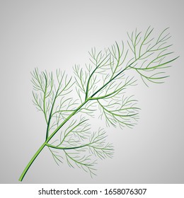 Ein Ansturm von Till. Vektorillustration einzeln. Pflanzliche Naturpflanze. Botanische Illustration.