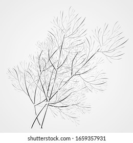 A sprig of dill. Isolated vector illustration. Herbal nature plant. Botanical illustration