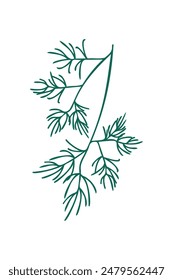 A sprig of dill on a white background