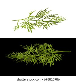 Sprig of dill on white and black background. Vector illustration