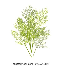 Sprig of dill. Vector image isolated on white background