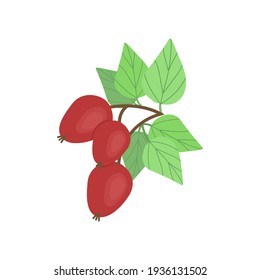 
Sprig of dogwood with lush green leaves, fruit rich in vitamin C, large black currants, vector illustration in flat style.