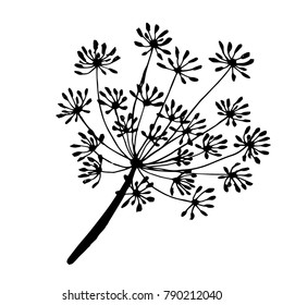 sprig and fennel seeds are drawn with a black outline