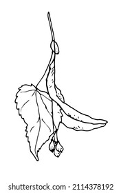 a sprig of flowering lime. sketch-style drawings, linden branch with buds and leaf, isolated black outline on white for packaging design template, labels