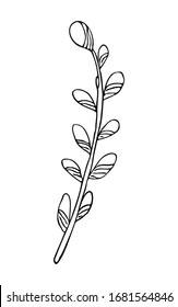 A sprig of flowering willow. Monochrome vector sketch in doodle style. Hand-drawn outline linear icon. Illustration for cards, easter design, invitations, greetings, poster, packaging, decor, print