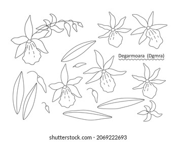 Sprig, flowers, buds and leaves of an orchid (Degarmoara) on a white background. Set of simple floral elements for your design. Line art vector illustration. 