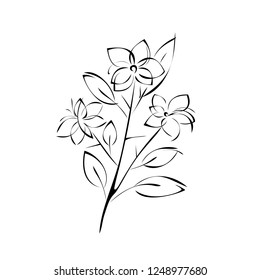 sprig with flowers on the stem with leaves in black lines on a white background