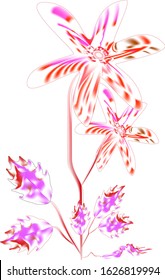 a sprig of flowers white with red and purple veins and the same leaves