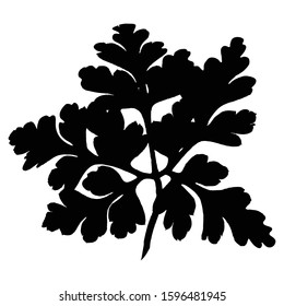 Sprig of a forest plant. Geranium robertianum. Vector illustration.