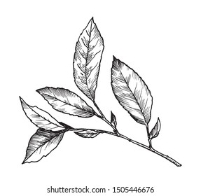 Sprig of fresh Alpine tea. Tea leaves, sketch, hand drawing.