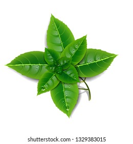 Sprig of fresh mint on a white background. Isolate.