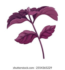 Sprig of fresh purple basil, spicy herb, culinary plant. Types of basil for cooking flavorful dishes. Vector Illustration on white background