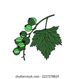 Sprig of green currant, highlighted on a white background. Vector color illustration in the style of doodles.