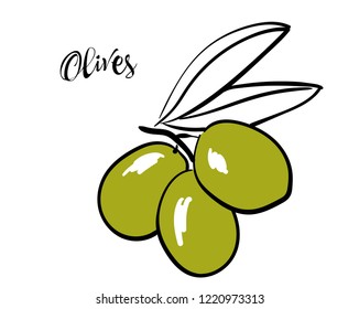 Sprig of green olives on a white background. Vector illustration