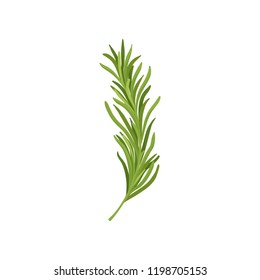 Sprig of green rosemary. Fresh herb used in culinary. Organic ingredient for flavoring dishes. Flat vector design