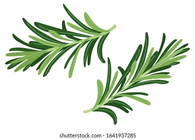 Sprig of green rosemary. Isolated on white. Culinary herb. Spice for cooking. Organic ingredient for flavoring dishes. Flat vector design