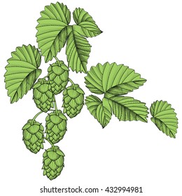 Sprig of hops. Engraving in black and white ,
green colors, icon or logo, ideal for beer labels and packaging etc.  a plant that is used in the brewery of beer. Vector illustration