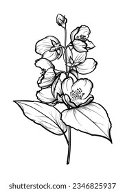 A sprig of jasmine with flowers. Jasmine vector illustration.