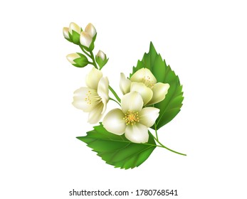 La primavera de Jazmín. Ilustración vectorial realista aislada en fondo blanco