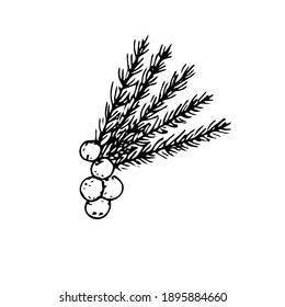 Un sprig de enebro con bayas, ilustración vectorial, esbozo de dibujo a mano