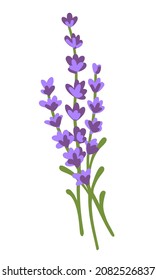 A sprig of lavender. Bunch of lavender flowers isolated on a white background. Hand drawn vector illustration. A fragrant natural lavender decor. Beautiful design element for card, goods, cosmetic.