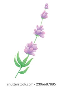 Sprig of lavender or lilac with purple flowers, leaves and petals. Vector isolated cartoon natural illustration.